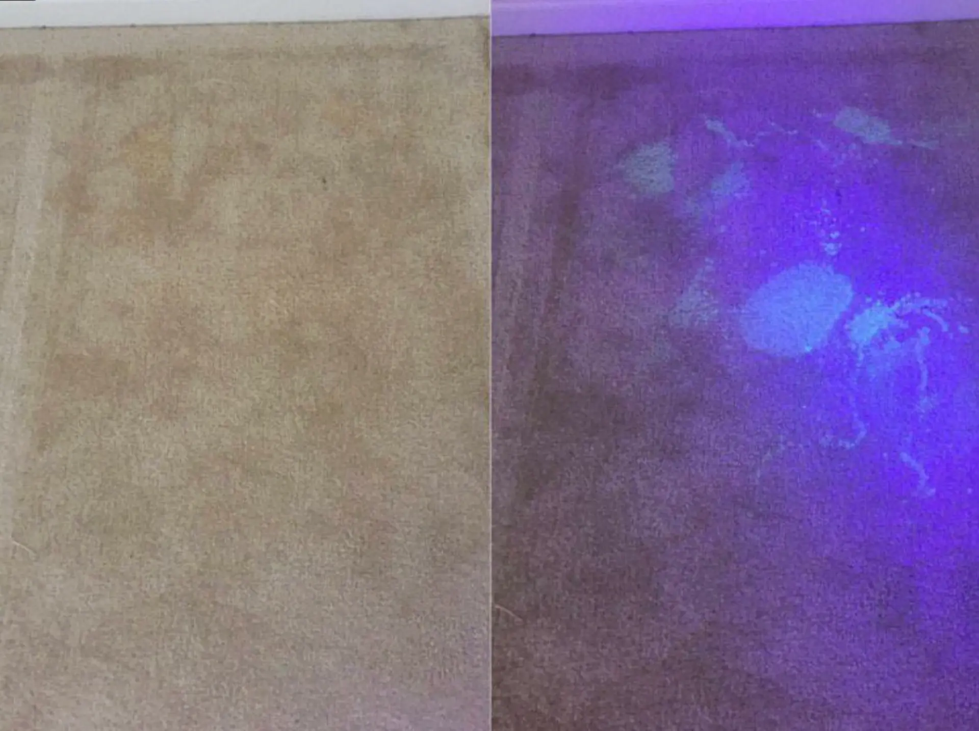 UV inspection revealing pet urine in carpet